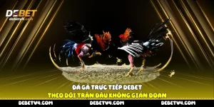 Đá gà trực tiếp
