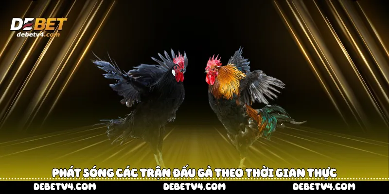 phát sóng các trận đấu gà theo thời gian thực